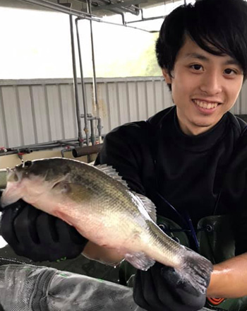 無刺虱目魚